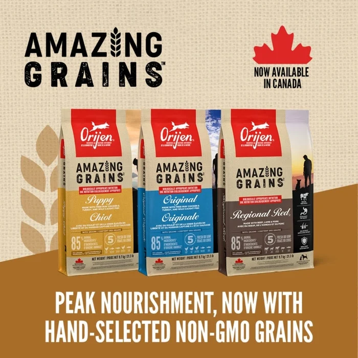 Orijen Amazing Grains Dry Dog Food - Regional Red - Image 5