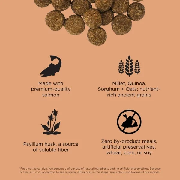 Go! Solutions Digestion + Gut Health Dry Food for Dogs - Salmon with Ancient Grains Recipe - Image 2